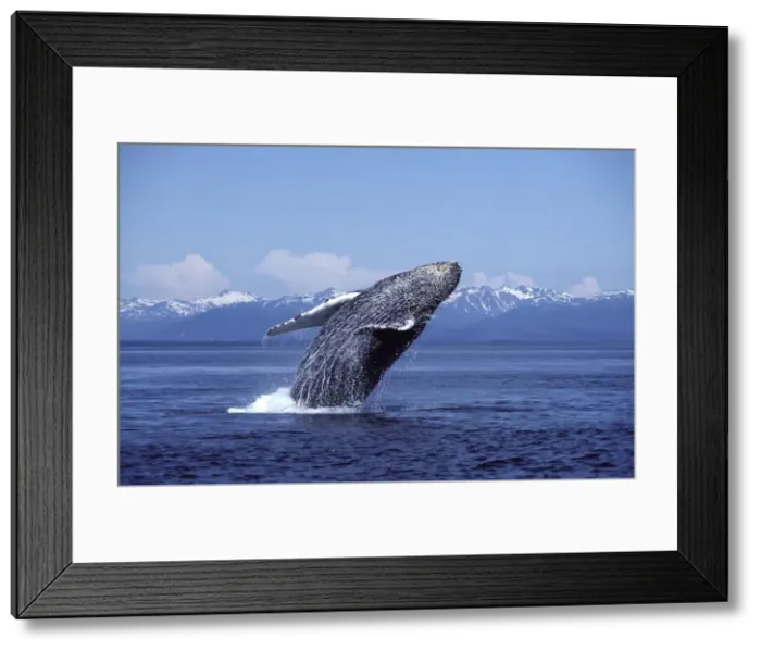 Framed Print : Humpback whale - Breaching. Southeast Alaska DA 990 Framed Print : Humpback whale - Breaching. Southeast Alaska DA 990