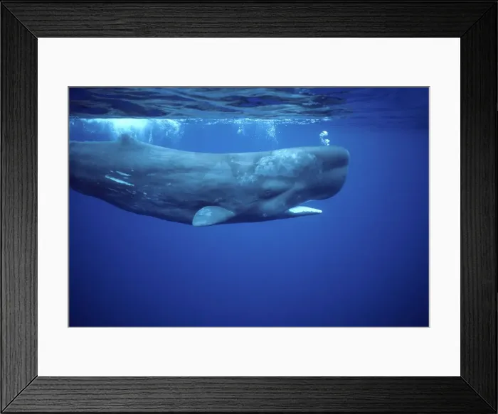 Framed Print : Sperm whale Photographed off the Azores Islands (Portugal). Atlantic Ocean Framed Print : Sperm whale Photographed off the Azores Islands (Portugal). Atlantic Ocean