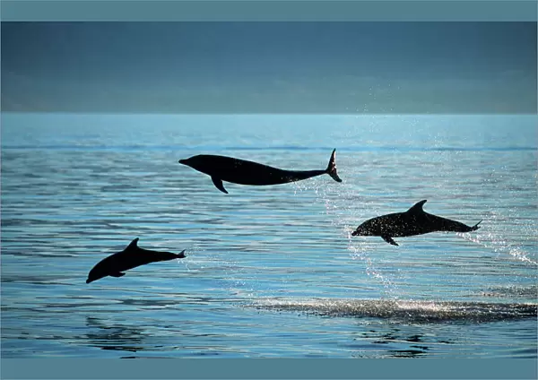 Bottlenose dolphin - three leaping Photographed in the Gulf of California (Sea of Cortez), Mexico