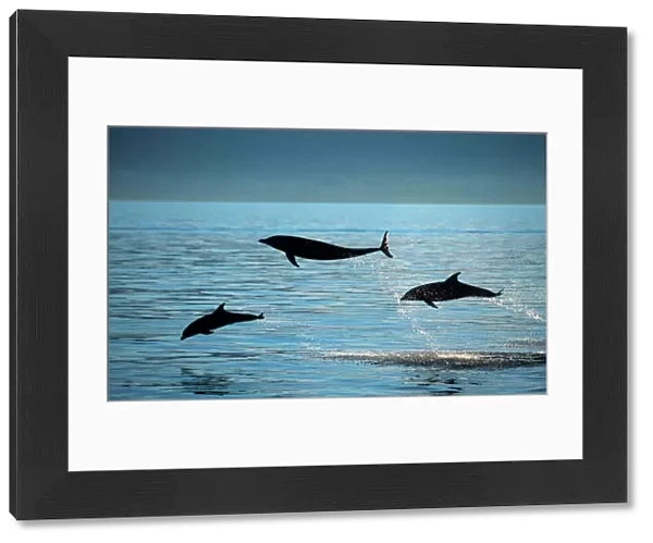 Bottlenose dolphin - three leaping Photographed in the Gulf of California (Sea of Cortez), Mexico