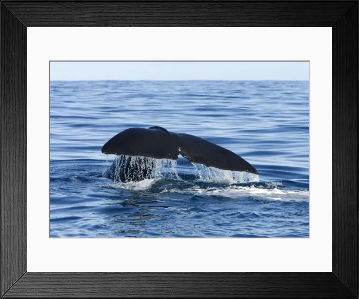 Framed Print : Sperm whale. Off Kaikoura - South Island - New Zealand Framed Print : Sperm whale. Off Kaikoura - South Island - New Zealand