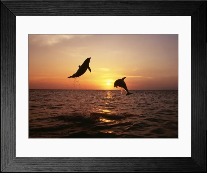 Framed Print : Bottlenose Dolphin 2 leaping at sunset