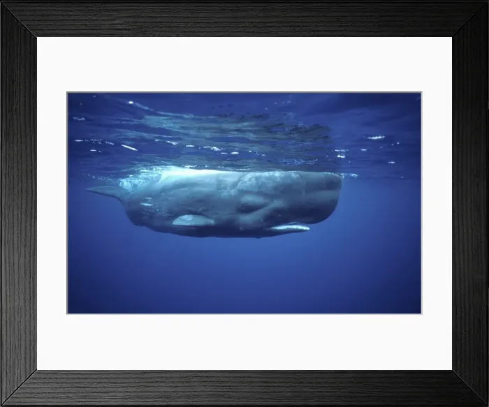 Framed Print : Sperm whale Near the Azores Islands (Portugal). North Atlantic Ocean Framed Print : Sperm whale Near the Azores Islands (Portugal). North Atlantic Ocean