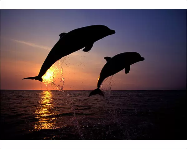 Bottlenose dolphin - two leaping Carribean. Off Roatan Island, Honduras, Central America