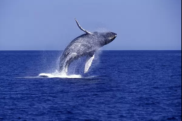 Humpback Whale - Breaching Southern Gulf of California (Sea of Cortez), off San Jose del Cabo (DJ 61)