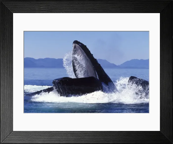 Framed Print : Humpback whale - Cooperative feeding (Bubble net feeding) Southeast Alaska Framed Print : Humpback whale - Cooperative feeding (Bubble net feeding) Southeast Alaska