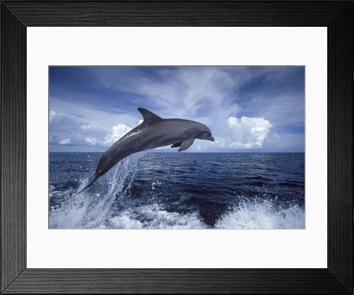 Framed Print : Bottlenose dolphin Tursiops truncatus Carribean. Off Roatan Island, Honduras, Central America Framed Print : Bottlenose dolphin Tursiops truncatus Carribean. Off Roatan Island, Honduras, Central America