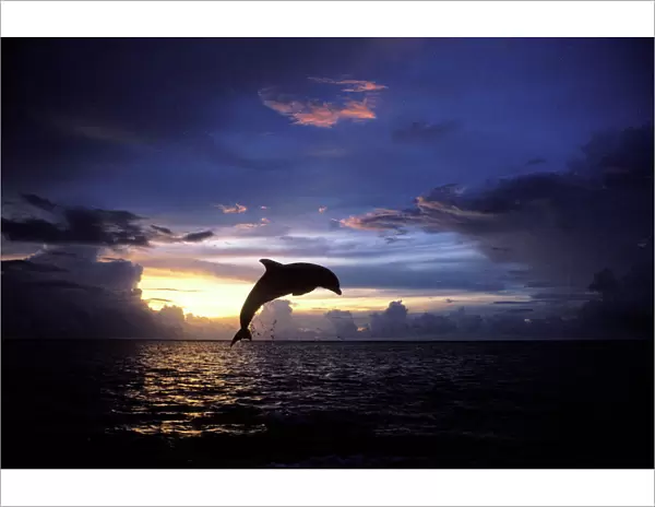 Bottlenose dolphin Carribean: Roatan Island, Honduras