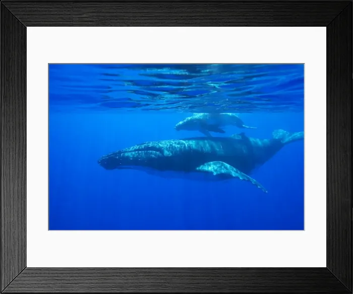 Framed Print : Humpback whale - mother and calf Vava'u, Tonga, South Pacific Framed Print : Humpback whale - mother and calf Vava'u, Tonga, South Pacific