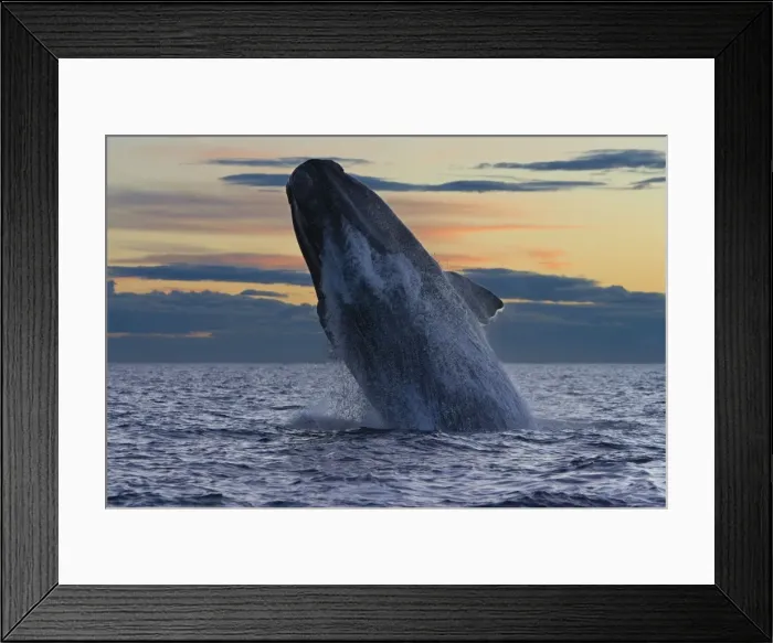 Framed Print : Southern Right Whale - adult whale breaches, after sunset. in the Golfo Nuevo, off Puerto Piramide. Valdes Peninsula, Chubut Province, Patagonia, Argentina Framed Print : Southern Right Whale - adult whale breaches, after sunset. in the Golfo Nuevo, off Puerto Piramide. Valdes Peninsula, Chubut Province, Patagonia, Argentina