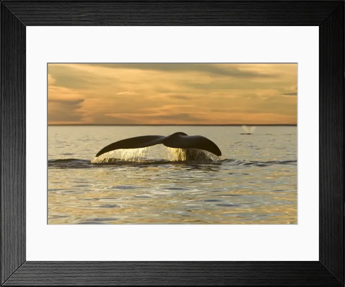 Framed Print : Southern Right Whale - tail, sunset Off Puerto Piramide, Valdes Peninsula, Chubut Province, Patagonia, Argentina Framed Print : Southern Right Whale - tail, sunset Off Puerto Piramide, Valdes Peninsula, Chubut Province, Patagonia, Argentina