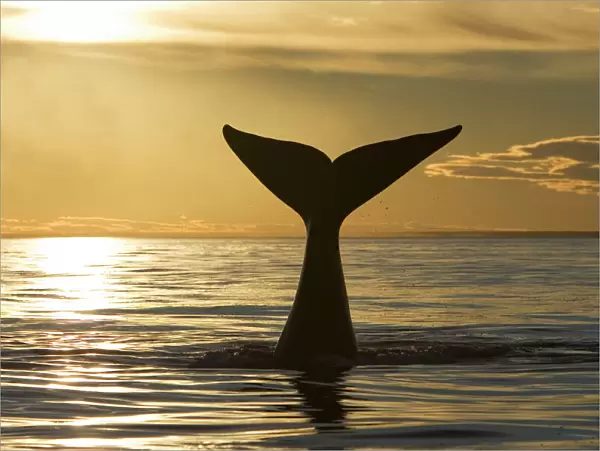 Southern Right Whale - tail, sunset. Off Puerto Piramide, Valdes Peninsula, Chubut Province, Patagonia, Argentina