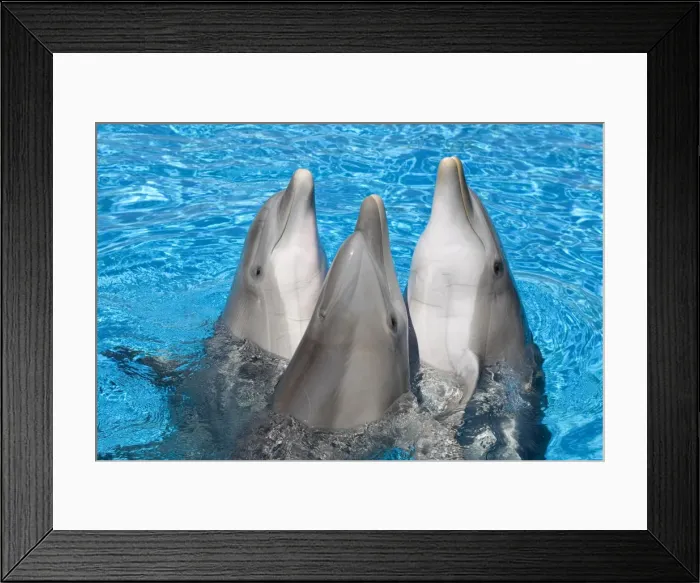 Framed Print : Bottlenose Dolphins - 3 together with noses out of the water Framed Print : Bottlenose Dolphins - 3 together with noses out of the water