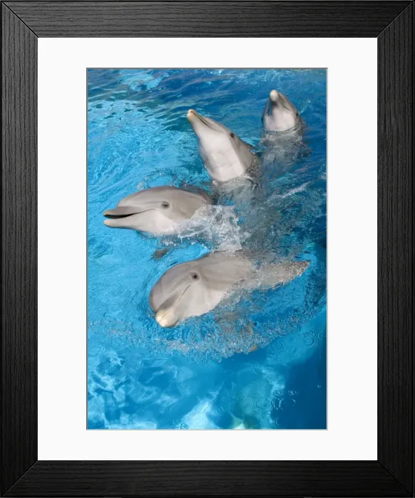 Framed Print : Bottlenose Dolphins - 4 together with noses out of the water Framed Print : Bottlenose Dolphins - 4 together with noses out of the water
