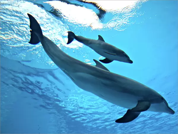 Bottlenose Dolphin - Newborn Baby / Calf with Mother immediately after birth