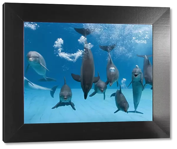 Bottlenose dolphins - dancing and blowing air underwater