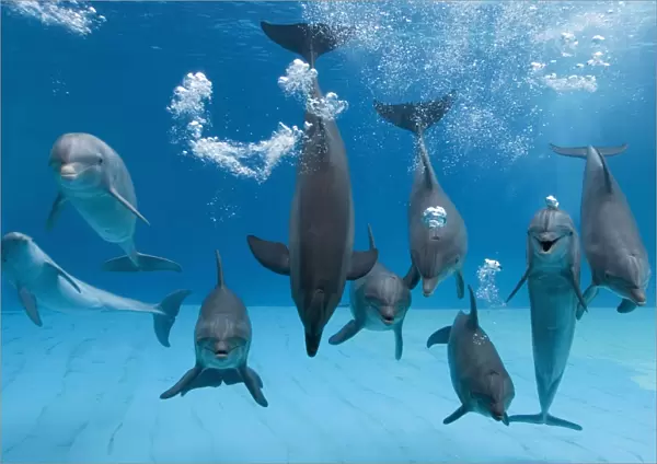 Bottlenose dolphins - dancing and blowing air underwater