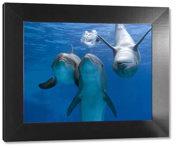 Bottlenose dolphins - three playing underwater
