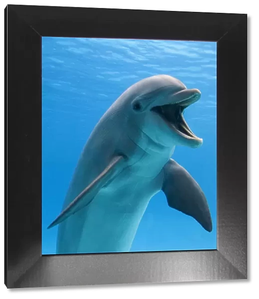 Bottlenose dolphin - underwater