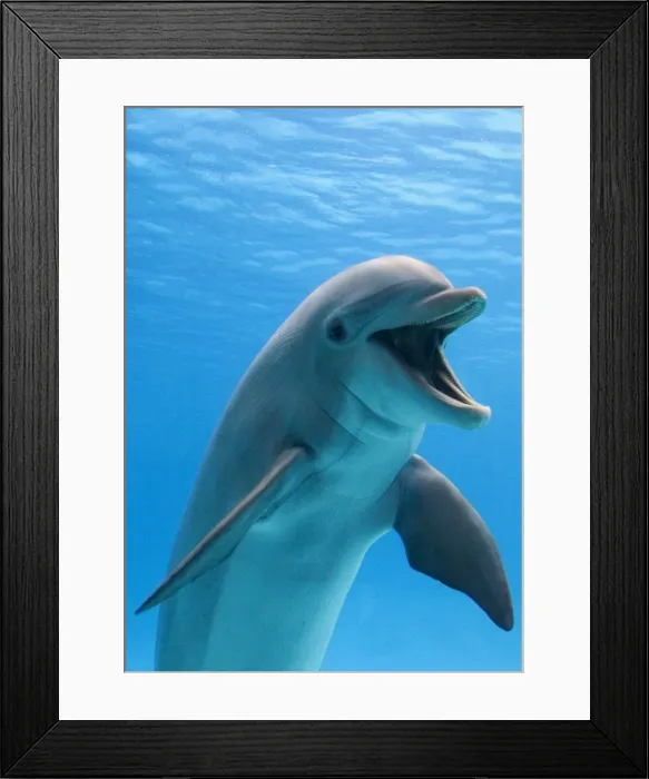 Framed Print : Bottlenose dolphin - underwater Framed Print : Bottlenose dolphin - underwater