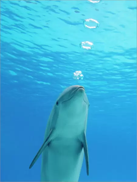 Bottlenose dolphin - blowing air rings underwater