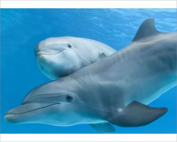 Bottlenose Dolphin - female and her calf