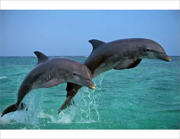 Two Bottle-nosed Dolphins jumping in Pacific Ocean Off coast of Honduras 2Mo28