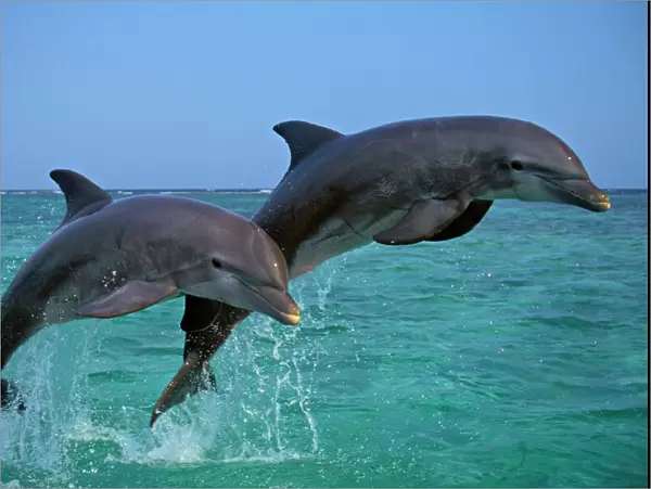 Two Bottle-nosed Dolphins jumping in Pacific Ocean Off coast of Honduras 2Mo28