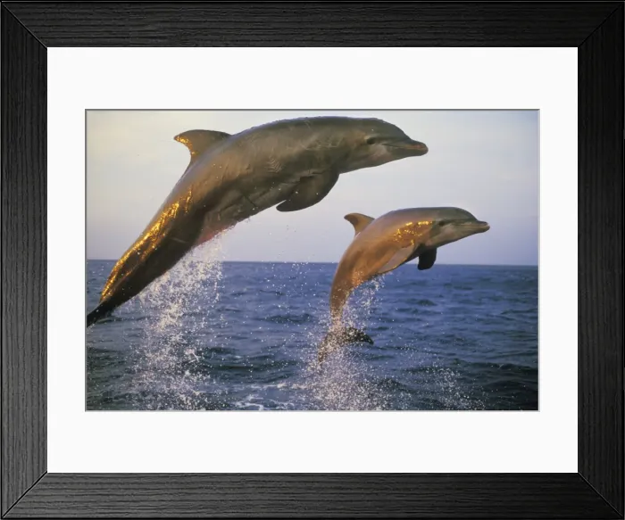 Framed Print : Bottle-nosed Dolphin - Jumping from water in late evening 2M0118 Framed Print : Bottle-nosed Dolphin - Jumping from water in late evening 2M0118