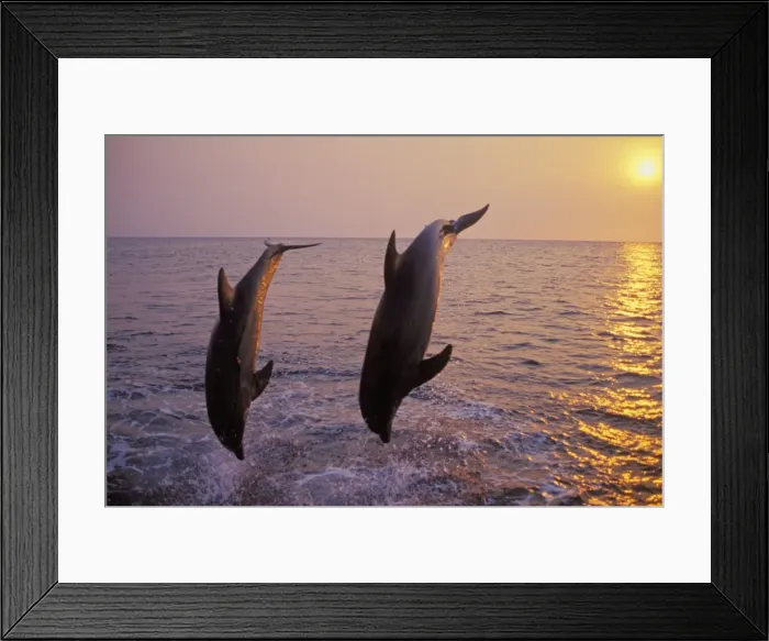Framed Print : Bottlenosed dolphins - two off the west coast of Hondurus. Sunset Framed Print : Bottlenosed dolphins - two off the west coast of Hondurus. Sunset