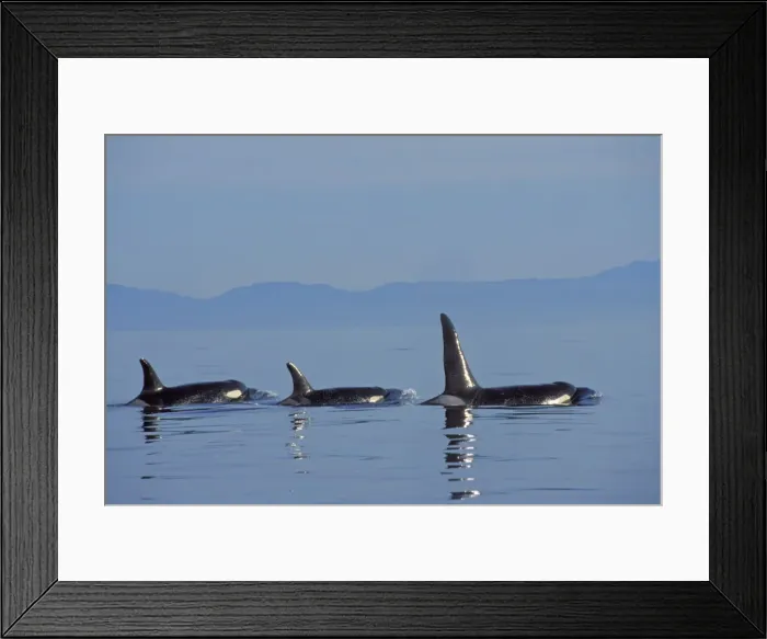 Framed Print : Killer Whale - pod. ml1033