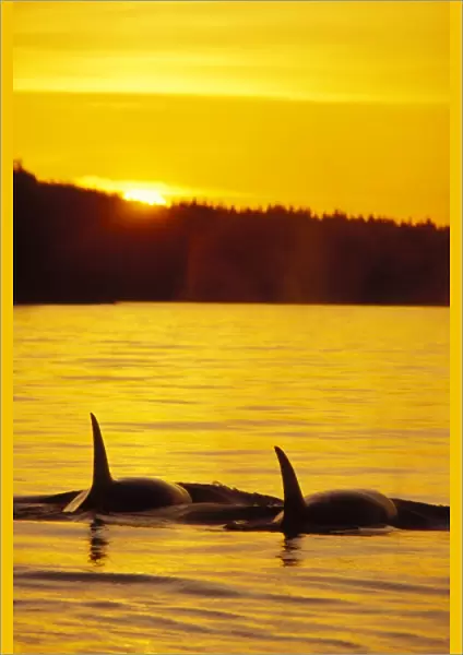Killer Whales - Sunset Northwest coast ml177
