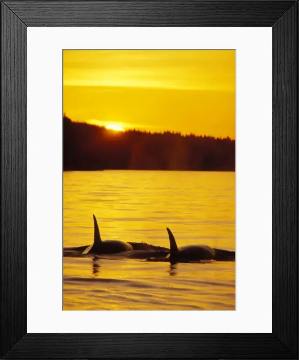 Framed Print : Killer Whales - Sunset Northwest coast ml177 Framed Print : Killer Whales - Sunset Northwest coast ml177