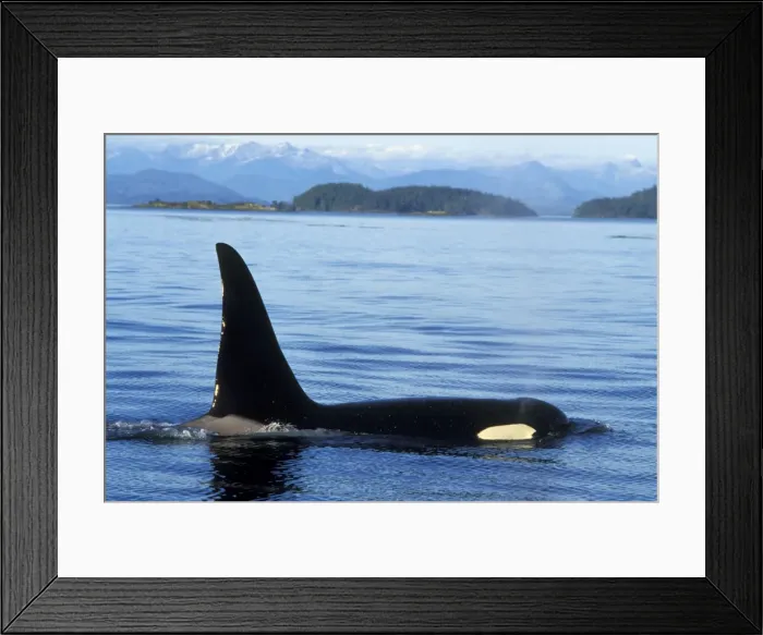 Framed Print : Orca whale - male. ml207 Framed Print : Orca whale - male. ml207