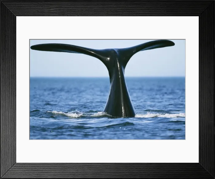 Framed Print : Southern Right WHALE - tail out of water Framed Print : Southern Right WHALE - tail out of water