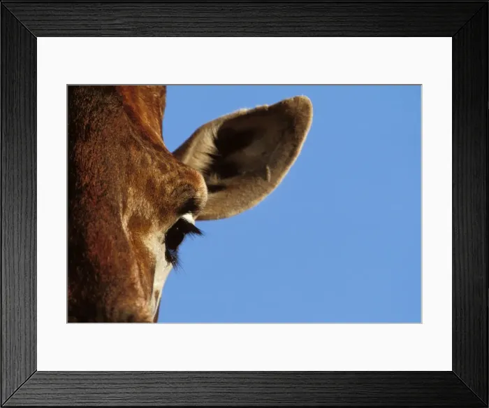 Framed Print : Reticulated Giraffe - close up of eye & ear Framed Print : Reticulated Giraffe - close up of eye & ear