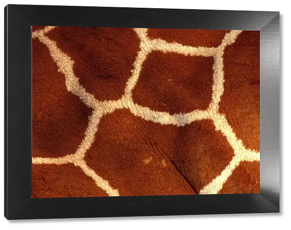 Reticulated Giraffe - close-up skin