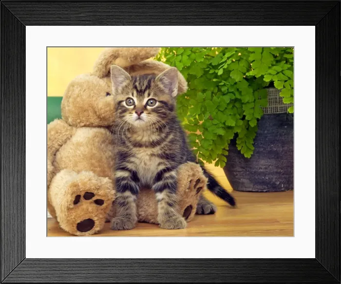 Framed Print : CAT - Tabby Kiten with teddy bear Framed Print : CAT - Tabby Kiten with teddy bear