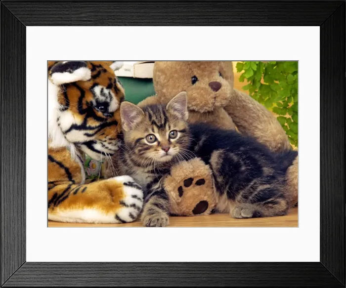 Framed Print : CAT - Tabby Kiten with teddy bear Framed Print : CAT - Tabby Kiten with teddy bear