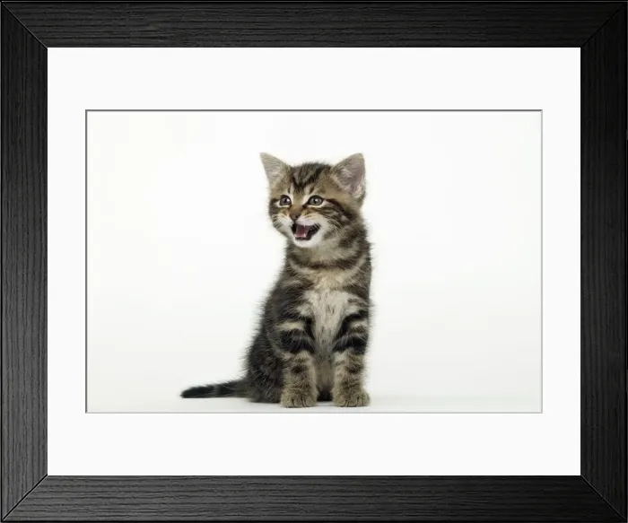 Framed Print : CAT - Tabby Kiten Framed Print : CAT - Tabby Kiten