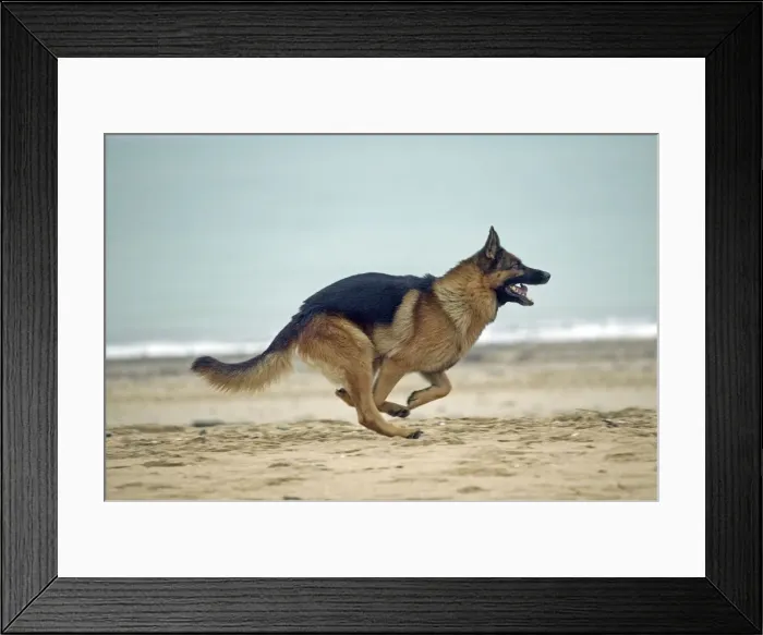 Framed Print : German Shepherd / Alsation Framed Print : German Shepherd / Alsation