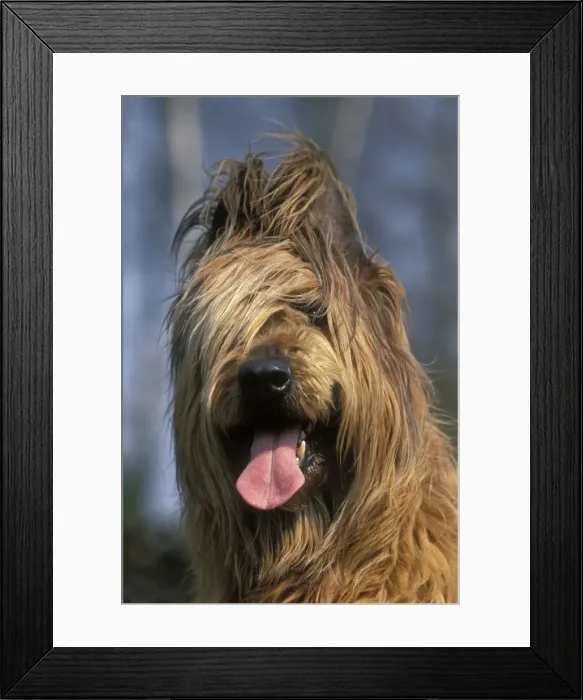 Framed Print : Briard / Berger de Brie DOG Framed Print : Briard / Berger de Brie DOG