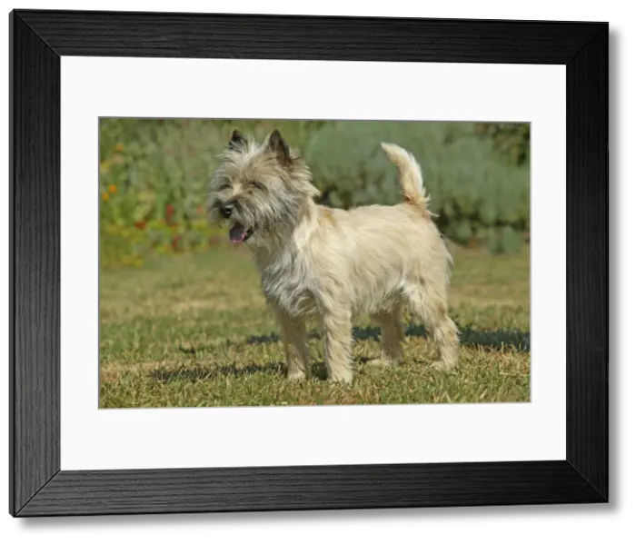 Framed Print : Dog - Cairn Terrier Framed Print : Dog - Cairn Terrier