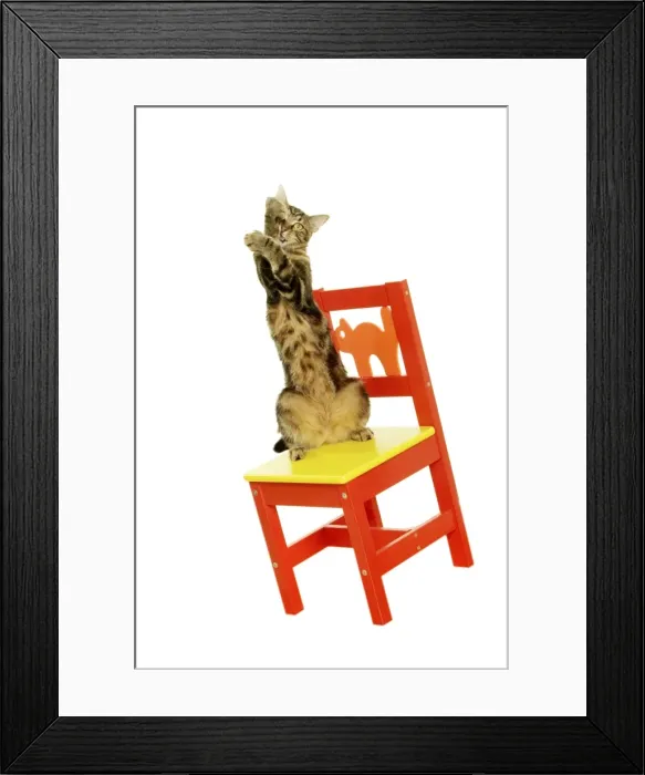 Framed Print : Tabby Cat on hind legs on chair Framed Print : Tabby Cat on hind legs on chair