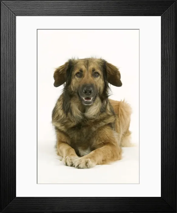 Framed Print : Dog - Mongrel lying down Framed Print : Dog - Mongrel lying down