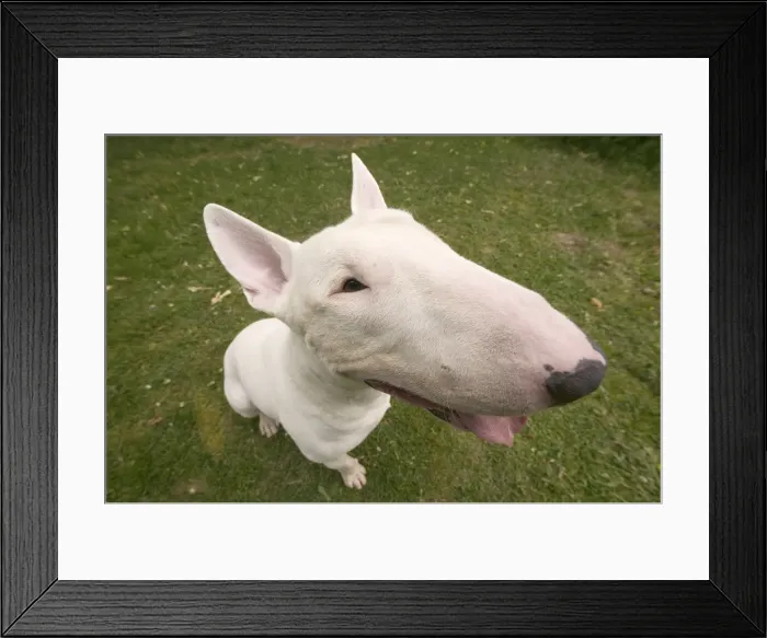 Framed Print : Dog - Bull Terrier, close-up of face Framed Print : Dog - Bull Terrier, close-up of face