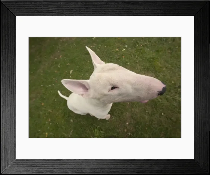 Framed Print : Dog - Bull Terrier, close-up of face Framed Print : Dog - Bull Terrier, close-up of face