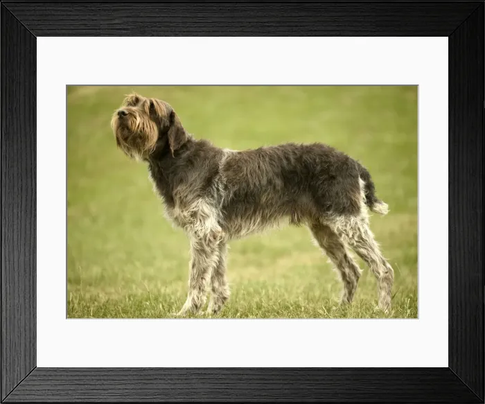 Framed Print : Pointer Dog - Wire-haried Pointing Griffon  /  Korthals Griffon