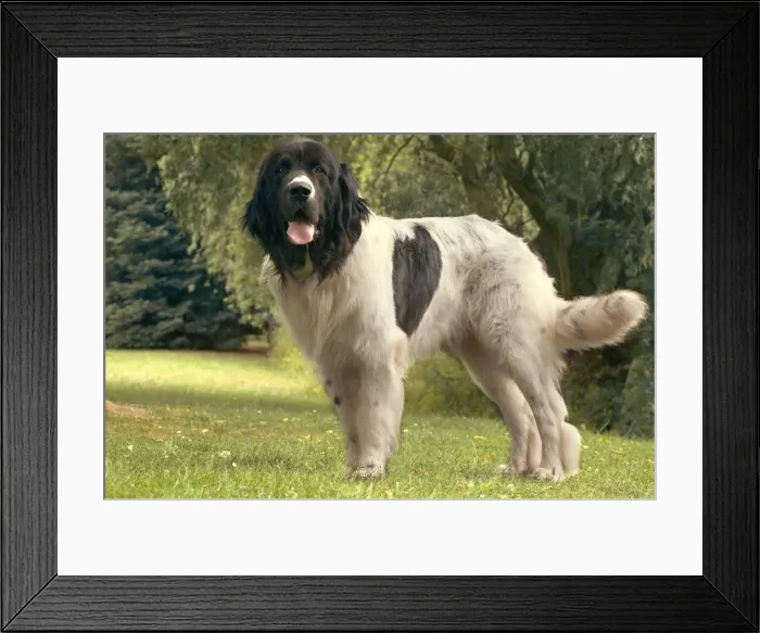 Framed Print : Dog - Landseer Framed Print : Dog - Landseer