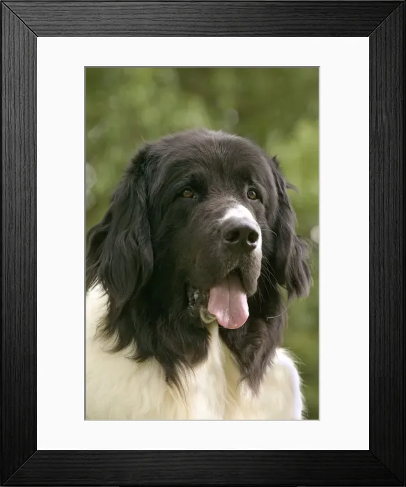 Framed Print : Dog - Landseer Framed Print : Dog - Landseer